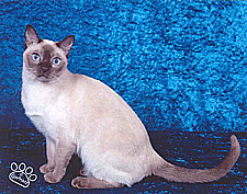 25_Sazikatz Sister Goldenhair